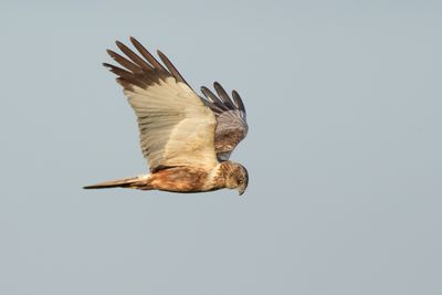 Bruine Kiekendief / Marsh Harrier