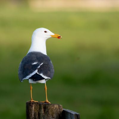 Kleine Mantelmeeuw / Lesser Black-backed Gull