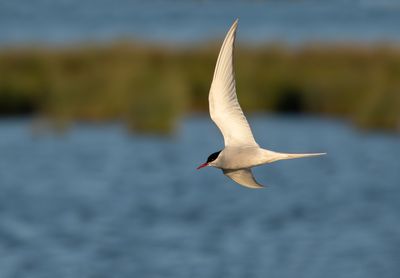 Noordse Stern / Arctic Tern