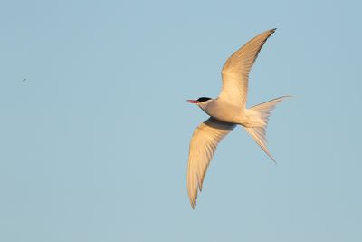Arctic Tern / Noordse Stern
