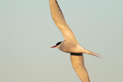 Arctic Tern / Noordse Stern