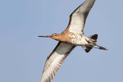 Black-tailed Godwit / Grutto