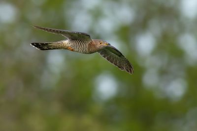 Common Cuckoo / Koekoek