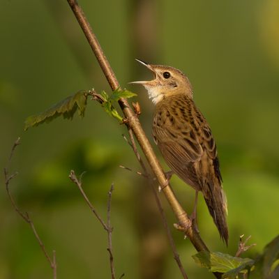 Sprinkhaanzanger / Grasshopper Warbler