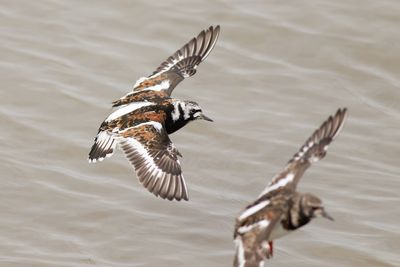 Steenloper / Ruddy Turnstone