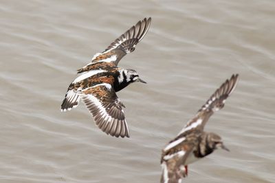 Ruddy Turnstones / Steenlopers