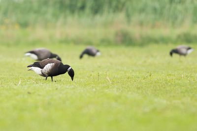 Black Brant / Zwarte Rotgans