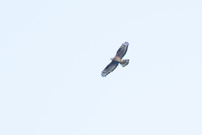 Wespendief / Honey Buzzard