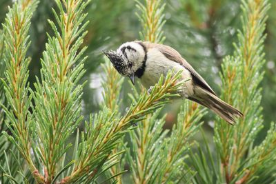 Kuifmees / Crested Tit