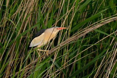 Woudaapje / Little Bittern