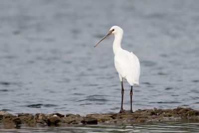 Lepelaar / Eurasian Spoonbill