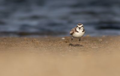 Strandplevier / Kentish Plover