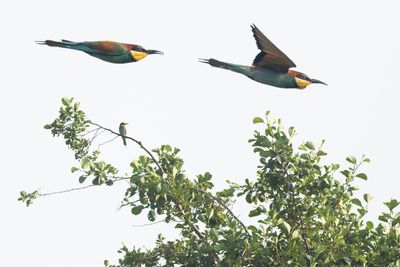 Bijeneter / European Bee-eater