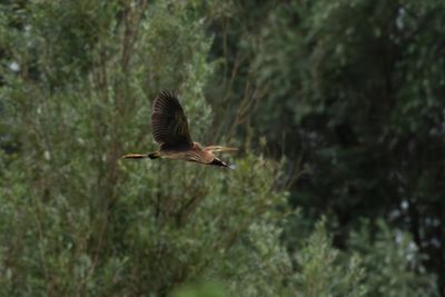 Purperreiger / Purple Heron