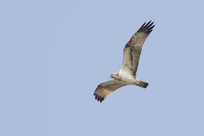 g13/92/1167792/3/174819398.a6d4c9b3.JPEG