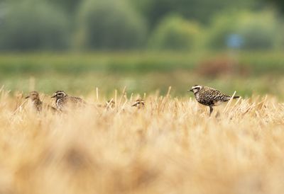 Amerikaanse Goudplevier / American Golden Plover