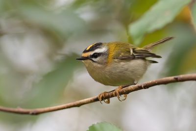 Vuurgoudhaantje / Firecrest