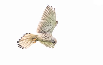 Torenvalk / Common Kestrel