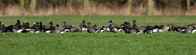 Zwarte Rotgans / Black Brant