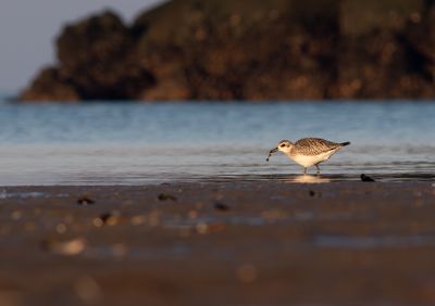 Zilerplevier / Grey Plover