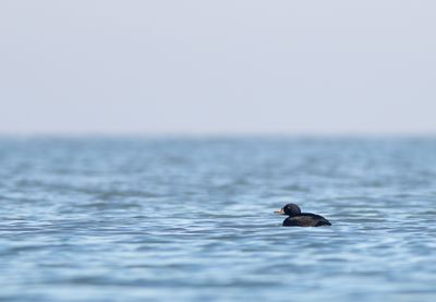 Zwarte Zee-eend / Common Scoter
