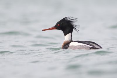 Middelste Zaagbek / Red-headed Merganser