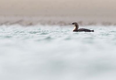 Pacifische Parelduiker / Pacific Diver