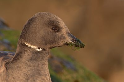 Rotgans / Brant Goose