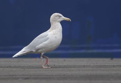 Grote Burgemeester / Glaucous Gull