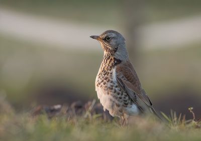 Kramsvogel / Fieldfare