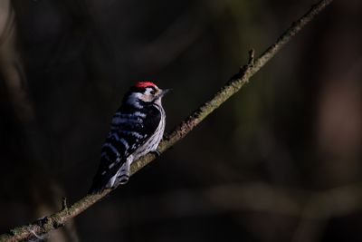 Kleine Bonte Specht / Lesser Spotted Woodpecker