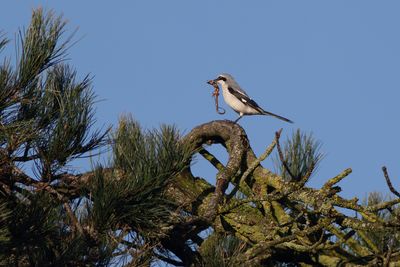 Klapekster / Great Grey Shrike