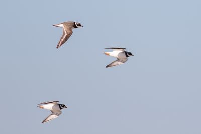 Bontbekplevier / Common Ringed Plover