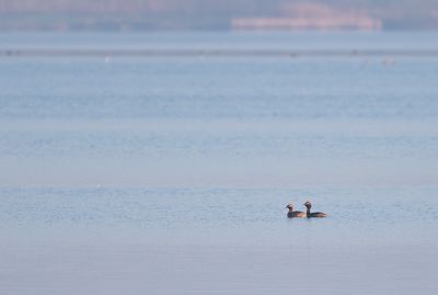 Kuifduiker / Horned Grebe