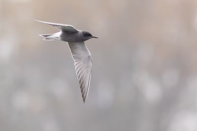 Zwarte Stern / Black Tern