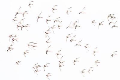 Tureluur / Common Redshank