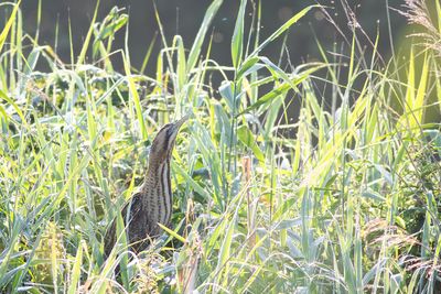 Roerdomp / Great Bittern
