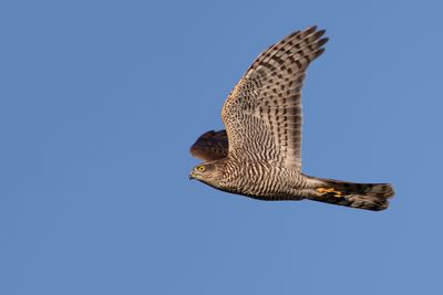 Foto's van Ruben