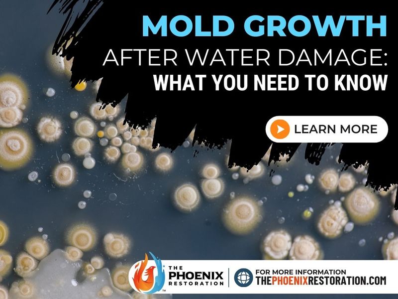 The Phoenix Restoration. Water Damage, mold Remediation | 601 Grove St, Lake Worth, FL 33461 | 954-866-8408