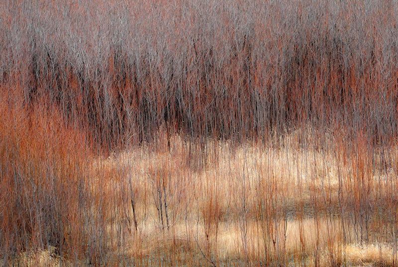 WILLOWS AND GRASSES ON SANDBAR PLAY