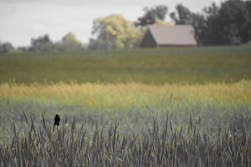 RED WINGED BLACKBIRD AND OPEN MEADOW BE!