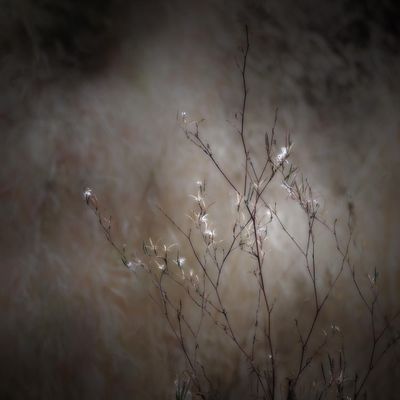 MUTED SUBDUED COLORS plus B&W