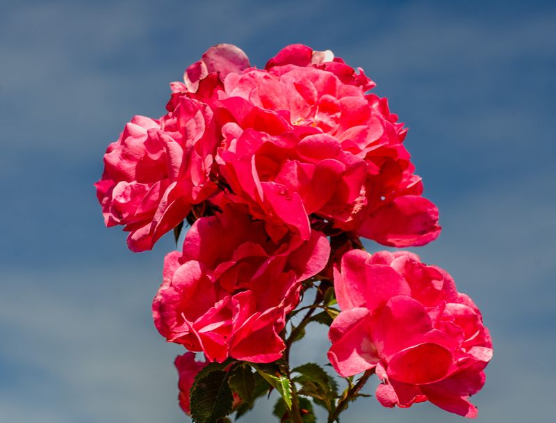 DSC_6208.JPG