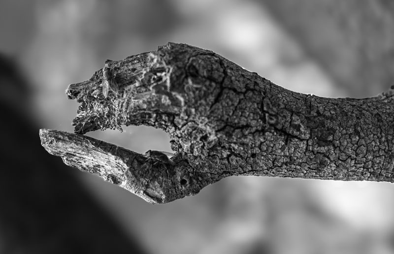 DSC_4356.jpg