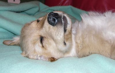 Lulu the Dog