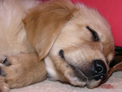 Lulu the Dog