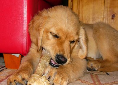 Lulu the Dog