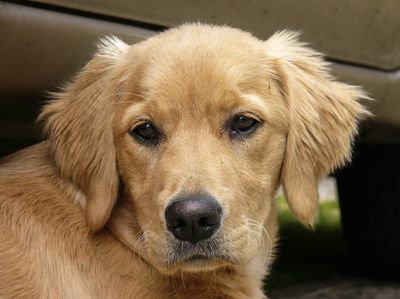 Lulu the Dog