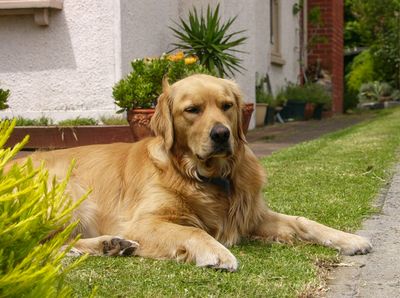 Lulu the Dog