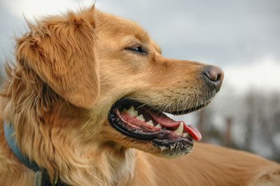 Lulu the Dog